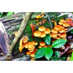 [ki knock s] намеко N108 номер вид пешка 500 штук входит ( средний сырой вид *. дерево культивирование для )