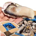 VIVID LIFE.. сырой еда для 3kg 18?36 шт рефрижератор . имеется сырая устрица рефрижератор .... маленький магазин. ...... устрица Miyagi префектура три суша морепродукты sashimi 