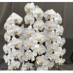 大輪胡蝶蘭　５本立ち　白　60輪（蕾込み）以上【洋蘭専門店　送料無料　安心の無料画像送信　】　