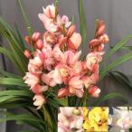 お色が選べるシンビジューム　4本立ち以上 ※お花の品種は画像と異なる場合がございます。