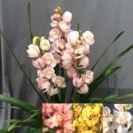 お色が選べるシンビジューム　3本