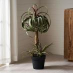 フェイクグリーンチランジアキセログ...