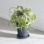 フェイクグリーンチランジアキセログ...