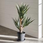  искусственная зелень агава высота 58cm декоративное растение a-tifi автомобиль ru растения ryuuzetsu Ran pot есть человеческий труд много мясо модный resort смешанные товары искусственный цветок запад набережная 98923