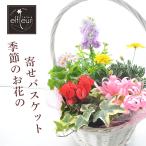 季節の寄せバスケットアレンジメント プレゼント ギフト ガーデニング 引越し祝い 鉢花 誕生日 贈り物 冬