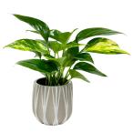  декоративное растение pothos 3 номер pot полимер производства горшок с чехлом ..... интерьер Индия a зеленый 