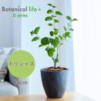 ポリシャス フェイクグリーン 70cm 小さい 小さめ フェイクグリーン 卓上 光触媒 鉢付き 鉢植え 観葉植物 苗 造花 リアル フェイクグリーン ミニ 消臭 抗菌