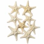  Tokyo .(Tokyodo) сухой цветок kobhitote Mini примерно L3.0~6.0cm 6ko входить FD005553-zzz
