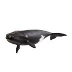 shulaihi wild жизнь ta Ise iyou semi кит 14878