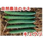 [ экономичный ] огурец ba tesla z3 номер средний пакет (100 шарик ) природа сельское хозяйство закон семена нет пестициды иметь машина . распределение вид [ производитель прямая поставка товар ]