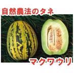 【お徳用】マクワウリ　甜掉牙（てんちょうは）　中袋