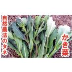 【お徳用】川島かき菜　中袋〈20ml・約