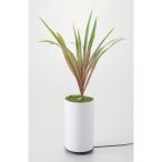 イシグロ グリーンディフューザー A 観葉植物型アロマ噴霧器 アロマディフューザー I-70090 加湿【60サイズ】