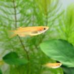 メダカ ヒメダカ 50匹 めだか