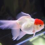 金魚 丹頂 1匹 Lサイズ 約9cm〜約11cm　オランダ獅子頭型 観賞魚 国産