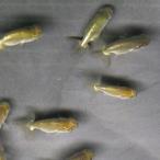 [ местного производства ] золотая рыбка золотая рыбка синий . примерно 2~3cm 5 шт [ корм приманка .... gold gyo речная рыба организм ]
