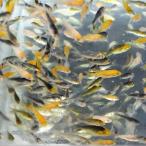 予約販売 ９月中旬より順次出荷 錦鯉 MIX 稚魚 100匹 1cm〜5cm 生体