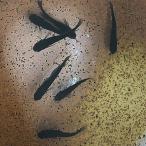 メダカ黒酔メダカスーパーブラック変...