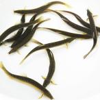 ドジョウ／どじょう5匹 （S〜M） 8cm〜13cm前後 川魚 釣り餌 （淡水魚）生餌 エサ用