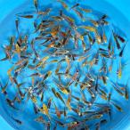 錦鯉  稚魚 光物MIX  30匹  約2〜5cm前後