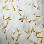 錦鯉MIX 稚魚 紅白 30匹 2〜5cm 生体