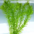 水草 国産 無農薬 アナカリス メダカ 金魚藻 オオカナダモ（5本）ゆうパケット送料無料