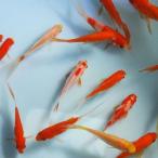 金魚 コメットMix 10匹 SS 3cm〜5cm前後 国産