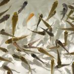 錦鯉MIX 稚魚 昭和三色 50匹 1〜4cm 生体