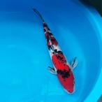  цветной карп Taisho три цвет примерно 30cm передний и задний (до и после) один пункт предмет [K-002]ni type goi цвет обыкновенный карп цвет обыкновенный карп 