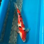  цветной карп Taisho три цвет примерно 45cm передний и задний (до и после) один пункт предмет [K-006]ni type goi цвет обыкновенный карп цвет обыкновенный карп организм 