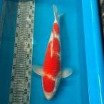  цветной карп . белый примерно 42cm передний и задний (до и после) один пункт предмет [K-008]ni type goi цвет обыкновенный карп цвет обыкновенный карп организм 