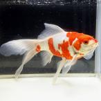 [ местного производства ].. комета 1 пункт предмет примерно 22cm передний и задний (до и после) 1 шт (M-14) комета Japanese wakin золотая рыбка 