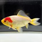 [ местного производства ] три хвост Japanese wakin белый .. один пункт предмет примерно 12cm передний и задний (до и после) 1 шт (MT-02) три tsu хвост три хвост Japanese wakin золотая рыбка 