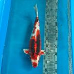  цветной карп Германия изменение 39cm передний и задний (до и после) один пункт предмет [K-013] цвет обыкновенный карп koi цвет обыкновенный карп организм 