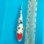  цветной карп .. три цвет 33cm передний и задний (до и после) один пункт предмет [K-018] цвет обыкновенный карп koi цвет обыкновенный карп организм 