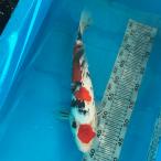 цветной карп Taisho три цвет 38cm передний и задний (до и после) один пункт предмет [K-020] цвет обыкновенный карп koi цвет обыкновенный карп организм 