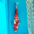  цветной карп Taisho три цвет 34cm передний и задний (до и после) один пункт предмет [K-027] цвет обыкновенный карп koi цвет обыкновенный карп организм 
