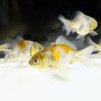 [ местного производства ] синий документ рыба (se Eve ngyo) Short tail 6~8cm передний и задний (до и после) 3 шт золотая рыбка [ организм .... gold gyo]