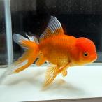 国産ジャンボオランダ一点物18cm...