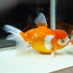 国産ジャンボオランダ一点物18cm...
