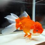 [ бесплатная доставка ] местного производства Голландия Lion Mask один пункт предмет 18cm передний и задний (до и после) (OR-17) Голландия Lion Mask Голландия [.... gold gyo организм ]