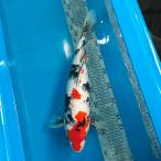  цветной карп Showa три цвет 43cm передний и задний (до и после) один пункт предмет [K-035] цвет обыкновенный карп koi цвет обыкновенный карп организм 