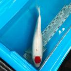  цветной карп ..44cm передний и задний (до и после) один пункт предмет [K-036] цвет обыкновенный карп koi цвет обыкновенный карп организм 