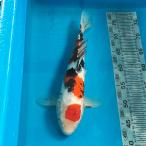  цветной карп Taisho три цвет 35cm передний и задний (до и после) один пункт предмет [K-042] цвет обыкновенный карп koi цвет обыкновенный карп организм 