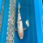  цветной карп Германия изменение женский 40cm передний и задний (до и после) один пункт предмет [K-043] цвет обыкновенный карп koi цвет обыкновенный карп организм 