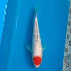  цветной карп серебряный ...23cm передний и задний (до и после) один пункт предмет [K-045] цвет обыкновенный карп koi цвет обыкновенный карп организм 