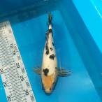  цветной карп белый ..27cm передний и задний (до и после) один пункт предмет [K-050] цвет обыкновенный карп koi цвет обыкновенный карп организм 