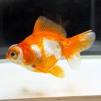[ бесплатная доставка ] местного производства . глаз золотой .. один пункт предмет 1 шт примерно 12cm (DK-02)teme gold Ryuukin [.... gold gyo организм ]