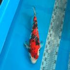  цветной карп Taisho три цвет 34cm передний и задний (до и после) один пункт предмет [K-056] цвет обыкновенный карп koi цвет обыкновенный карп организм 