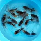 変わりオランダ獅子頭1匹9〜13c...